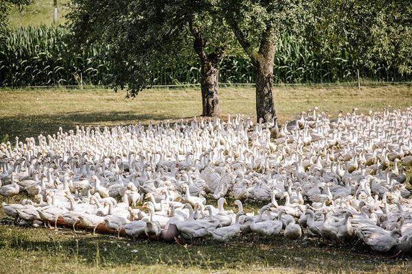 Gänseherde